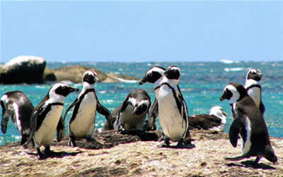 Simonstown pinguini
